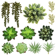 Load image into Gallery viewer, 12 Pack - Mixed Large Succulent Bundle