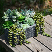 Load image into Gallery viewer, 12 Pack - Mixed Large Succulent Bundle