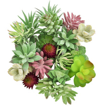 Load image into Gallery viewer, 20 Pack - Mixed Small Succulent Bundle