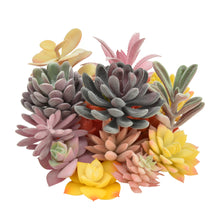 Load image into Gallery viewer, 15 Pack - Mixed Succulent Bundle