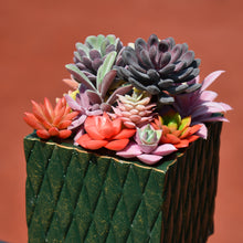 Load image into Gallery viewer, 15 Pack - Mixed Succulent Bundle