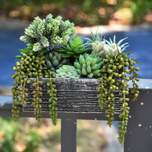 Load image into Gallery viewer, 12 Pack - Mixed Large Succulent Bundle