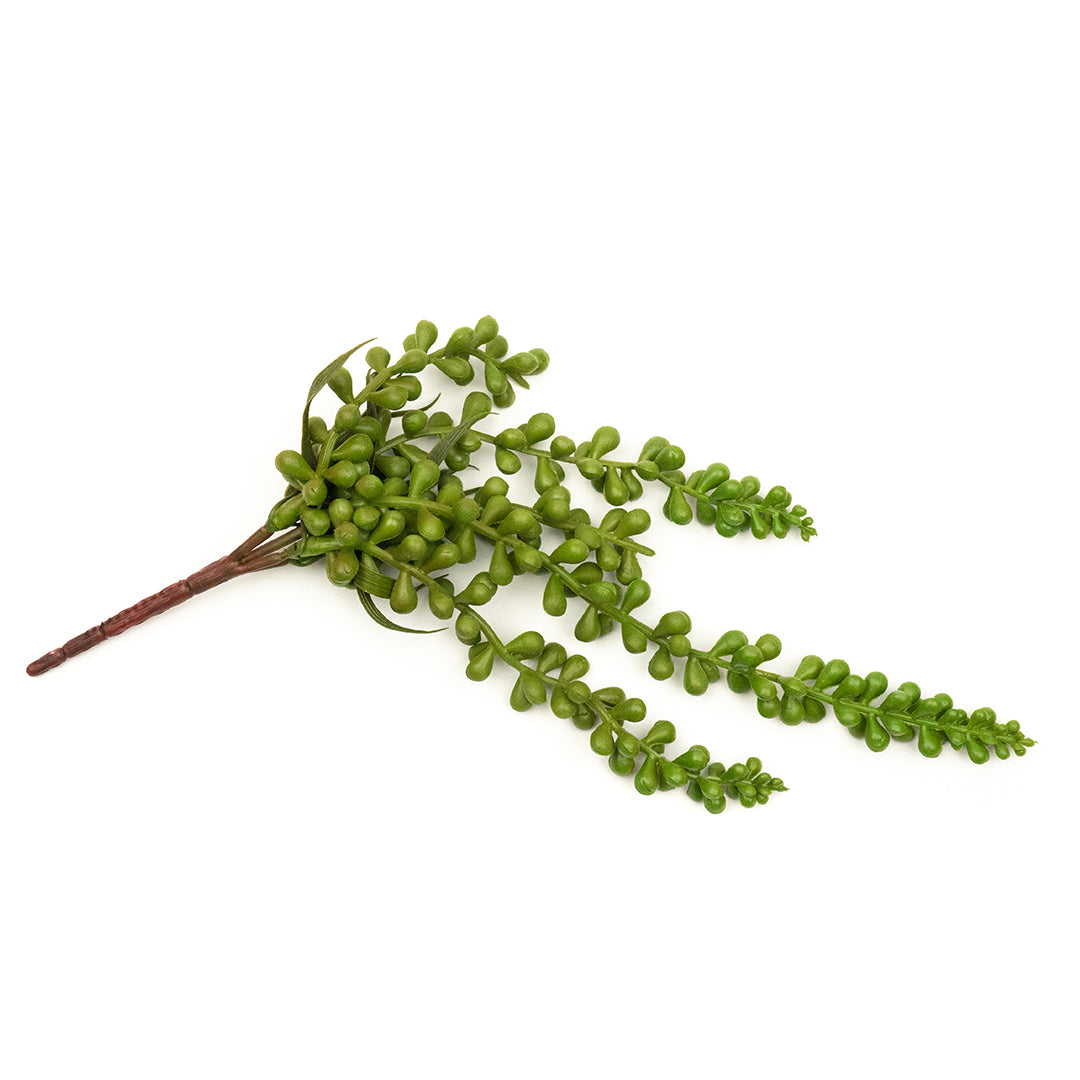 succulent plant with little green balls String of Pearls – Thatswut Succulents