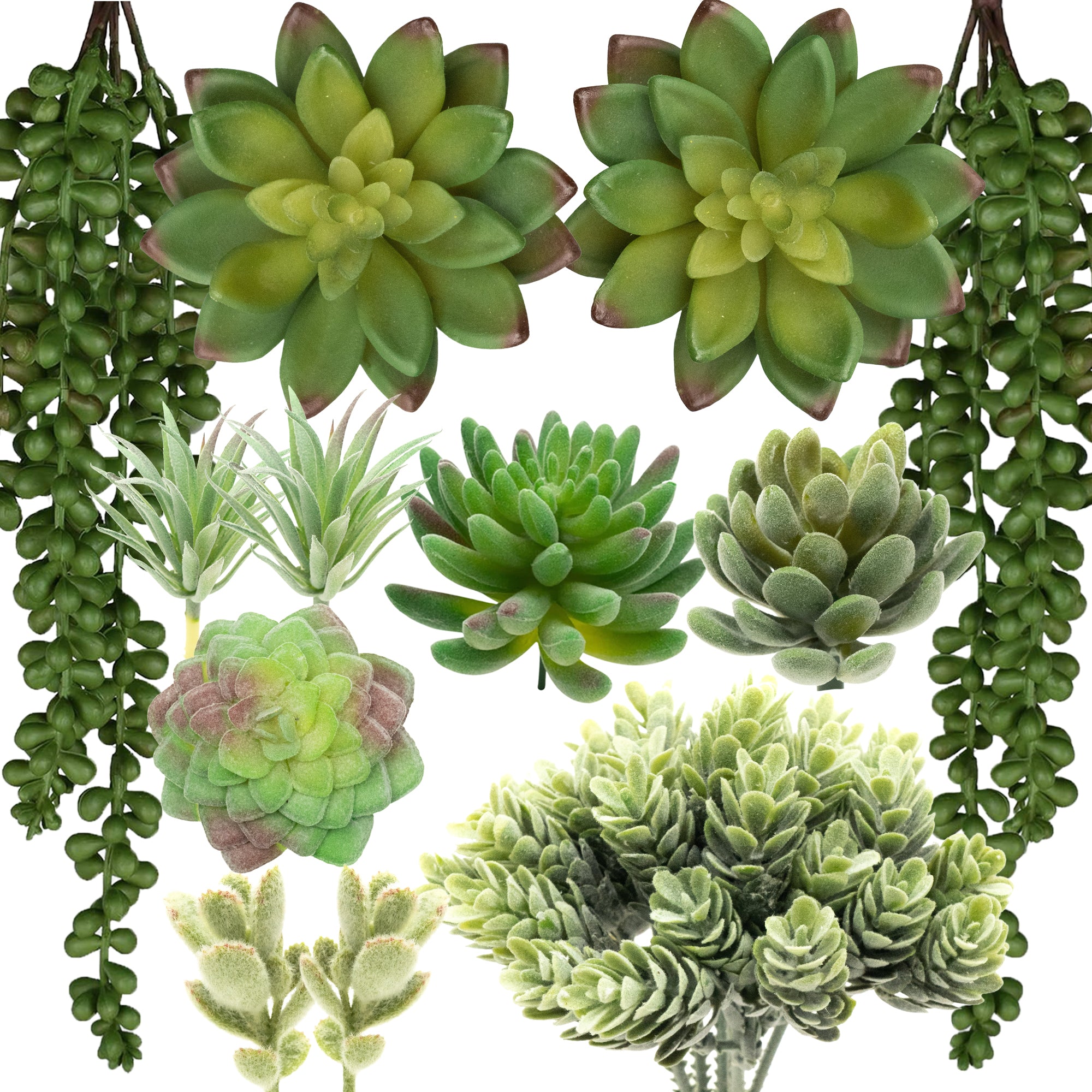 【逸品】 - Pack 12 Mixed Succulents Thatswut – Bundle Succulent ブロメリア・エアープランツ