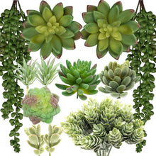 Load image into Gallery viewer, 12 Pack - Mixed Large Succulent Bundle