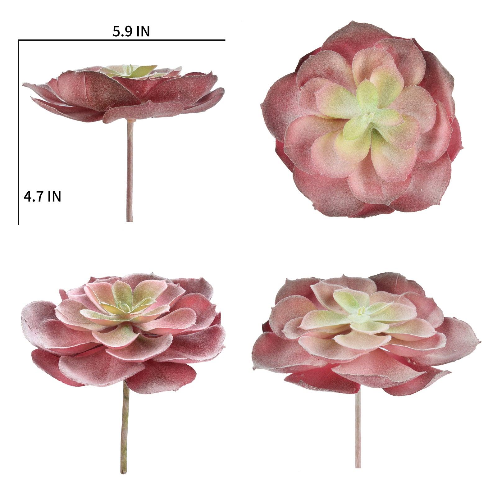 Aeonium Castello Paivae - Red