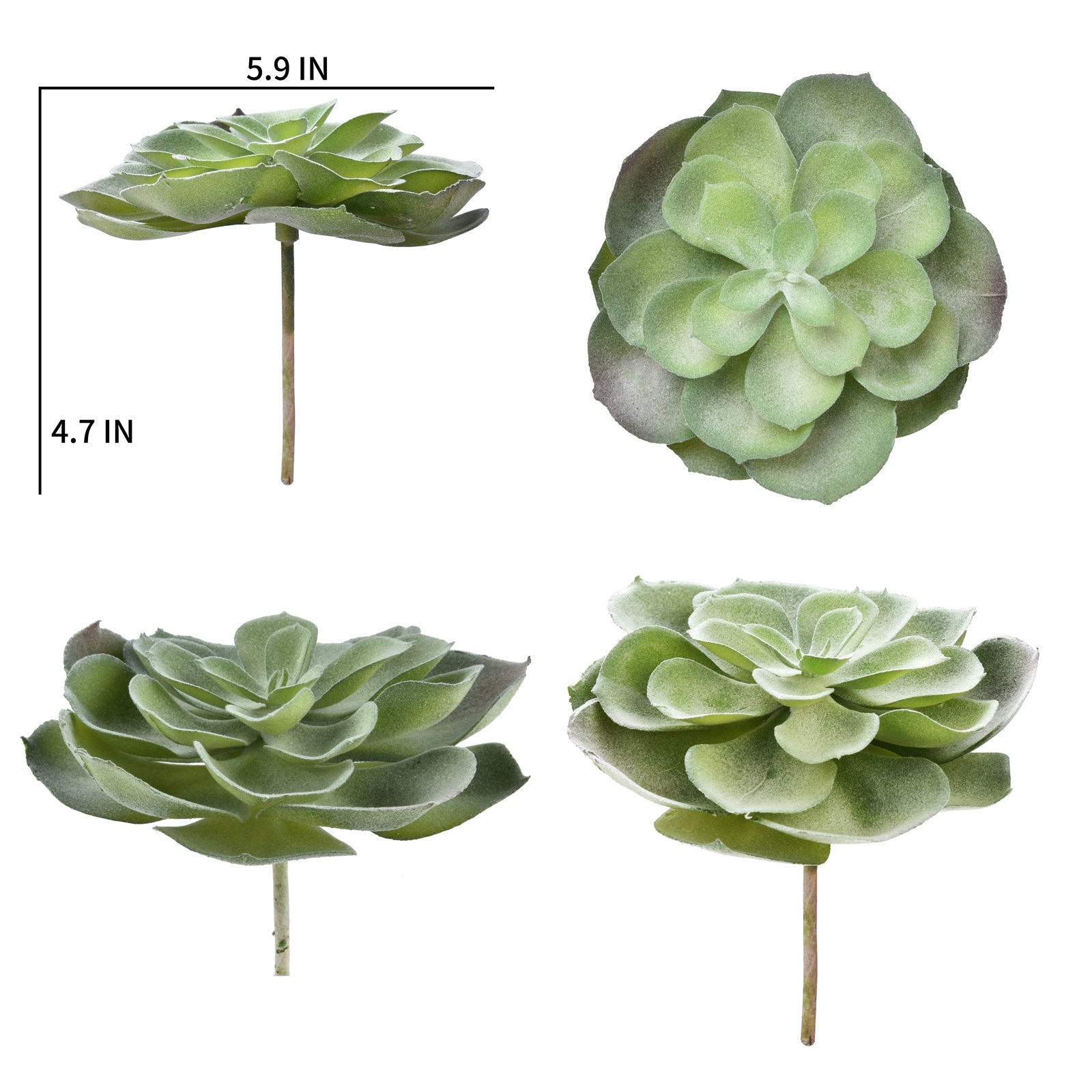 Aeonium Castello Paivae - Green