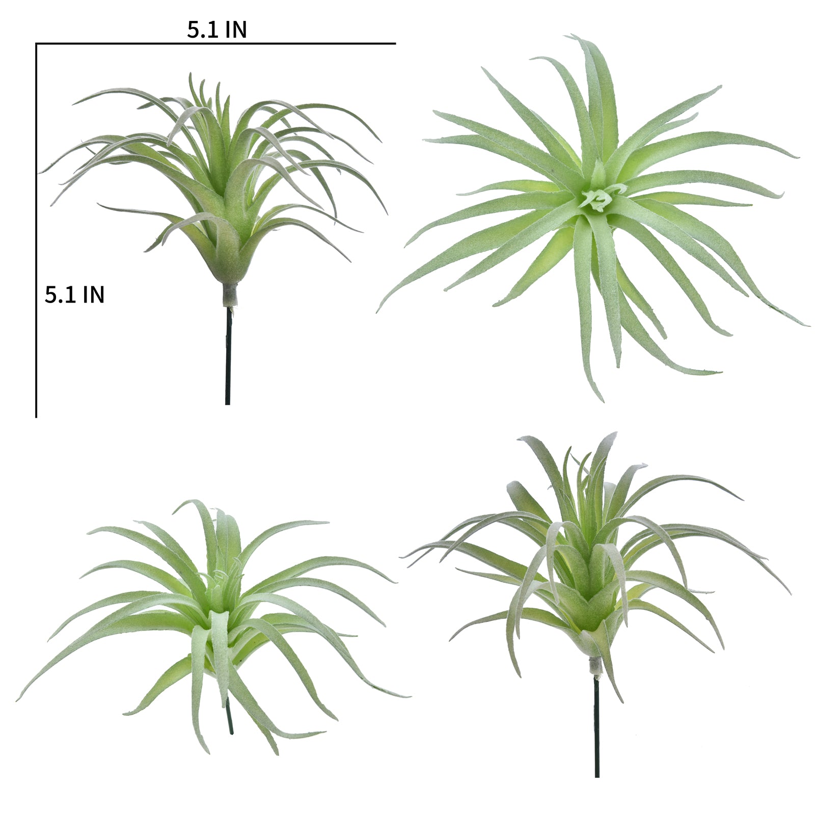 Tillandsia Ionantha - Green