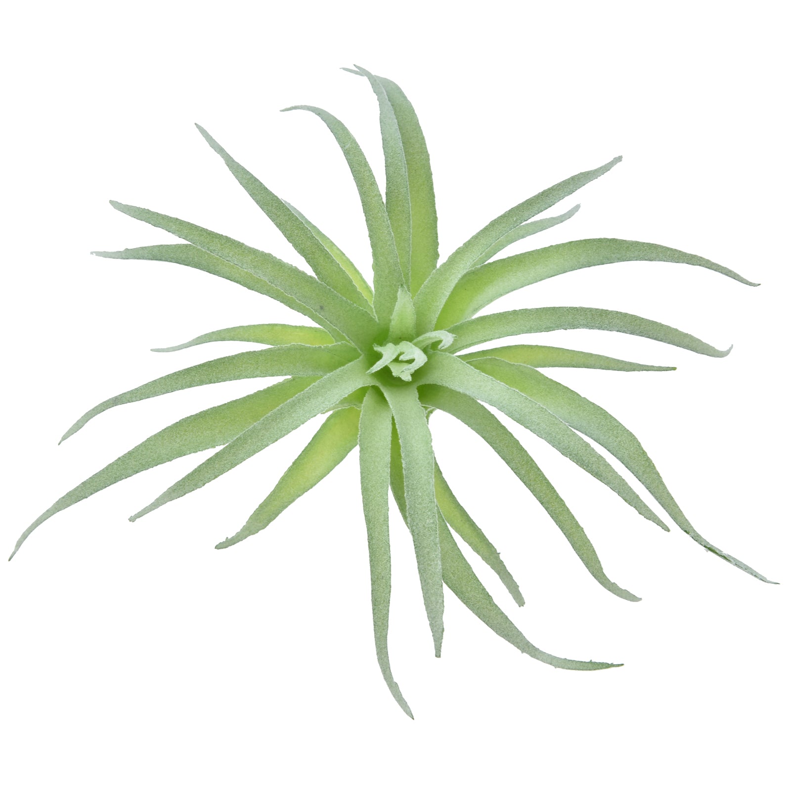 Tillandsia Ionantha - Green