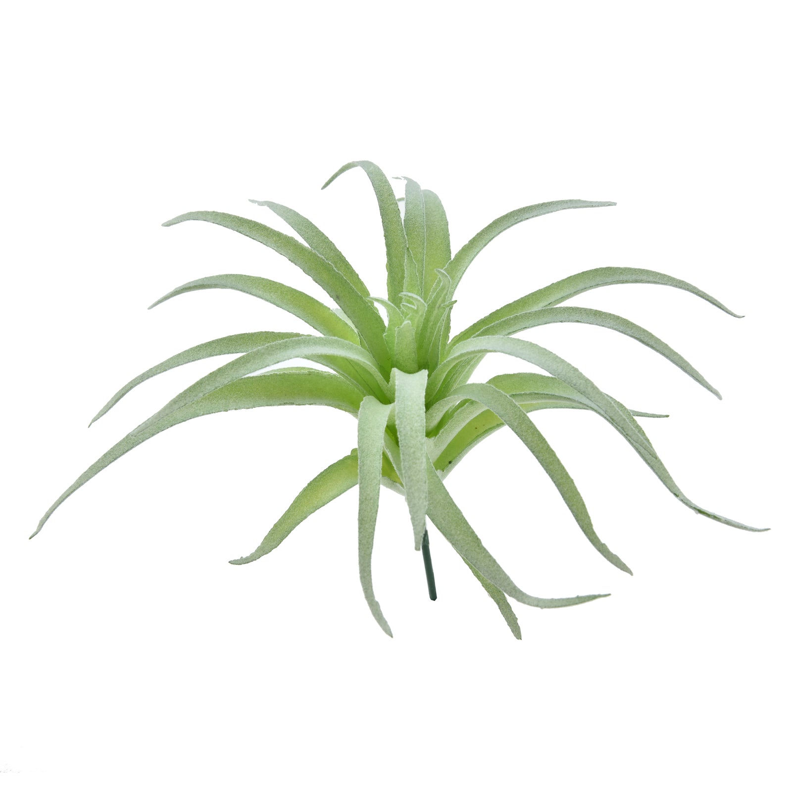 Tillandsia Ionantha - Green