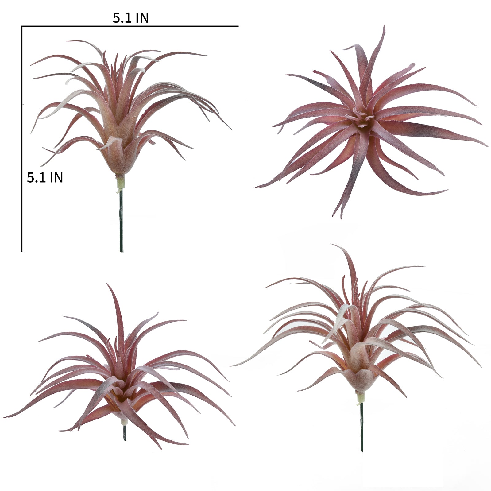 Tillandsia Ionantha - Red