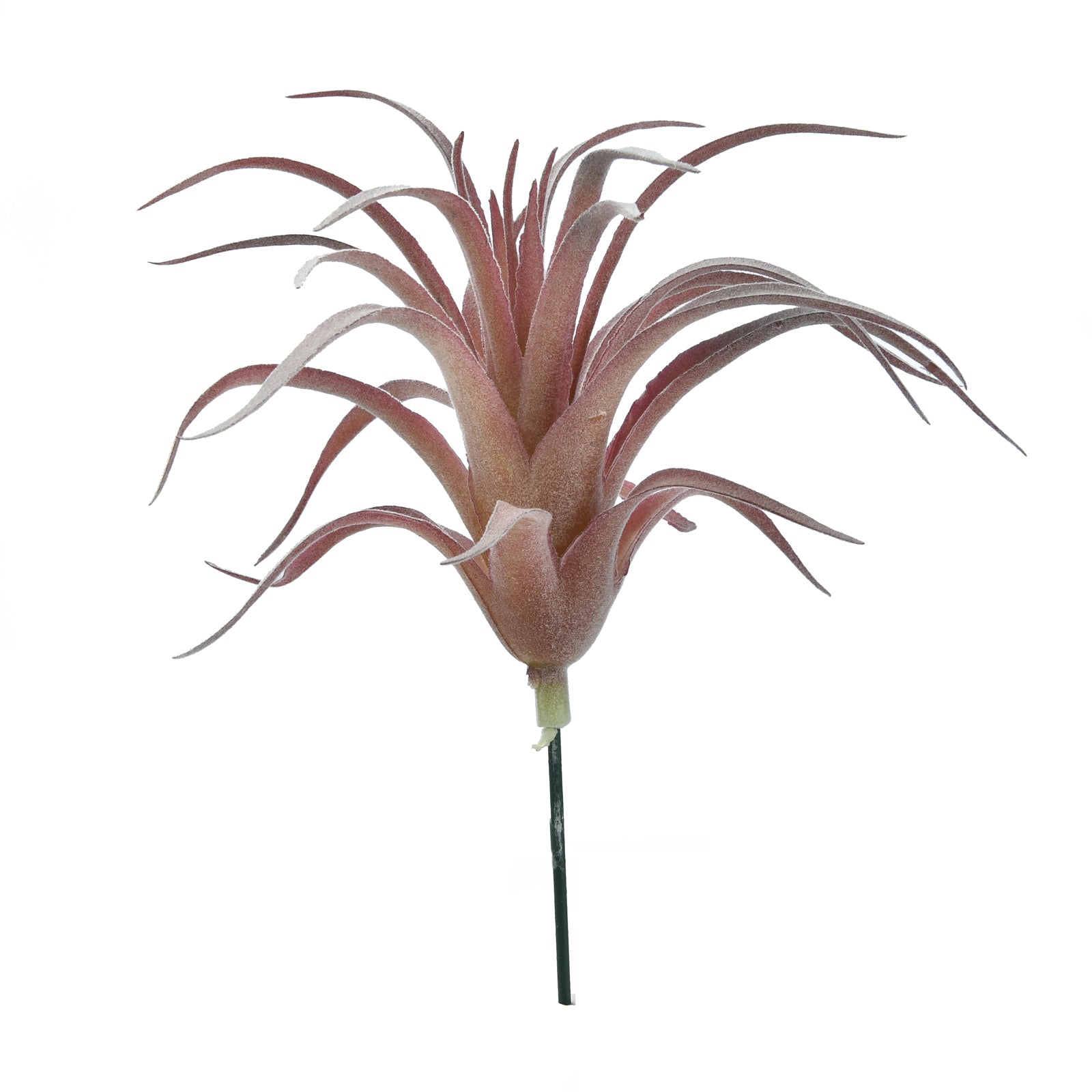 Tillandsia Ionantha - Red