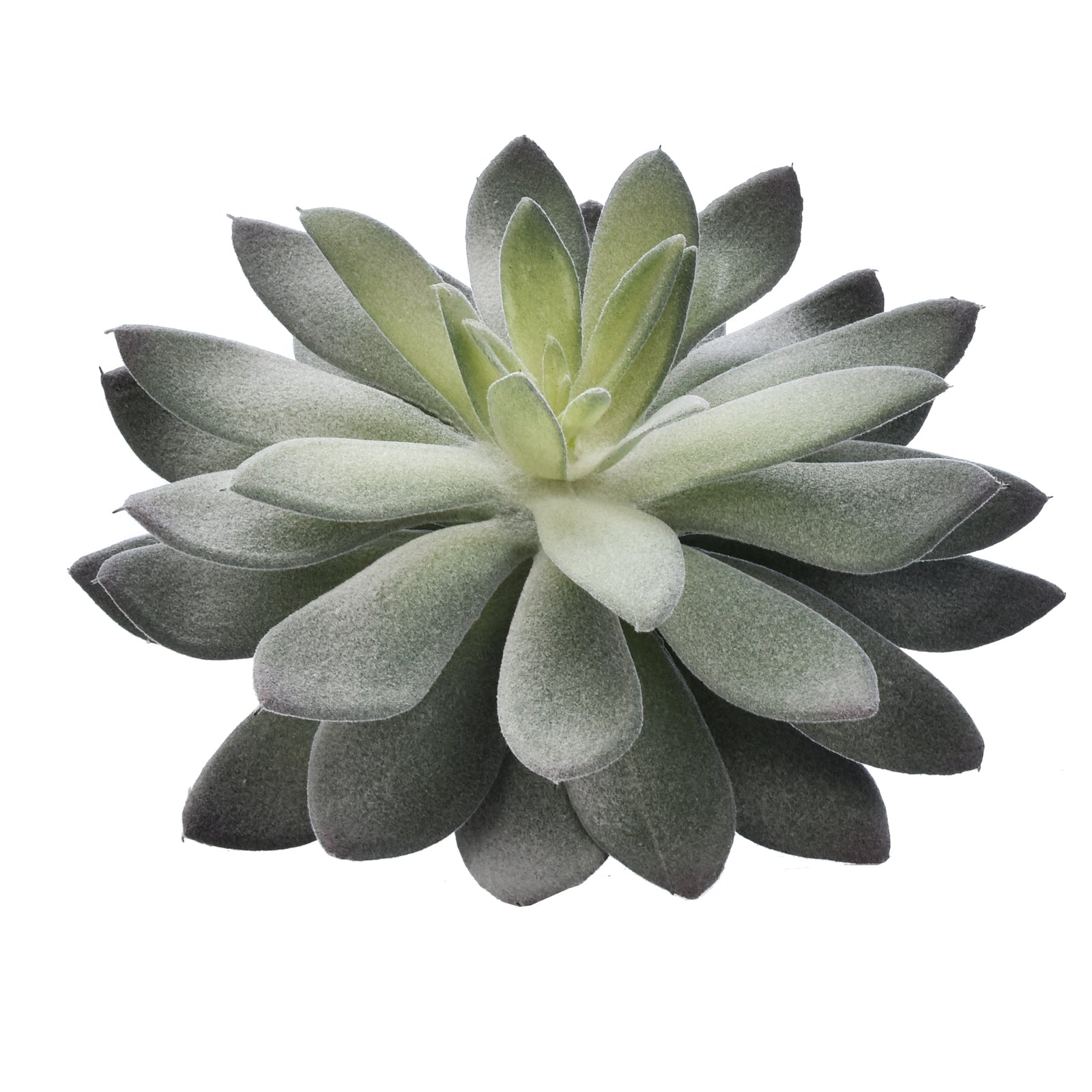 Echevaria Setosa