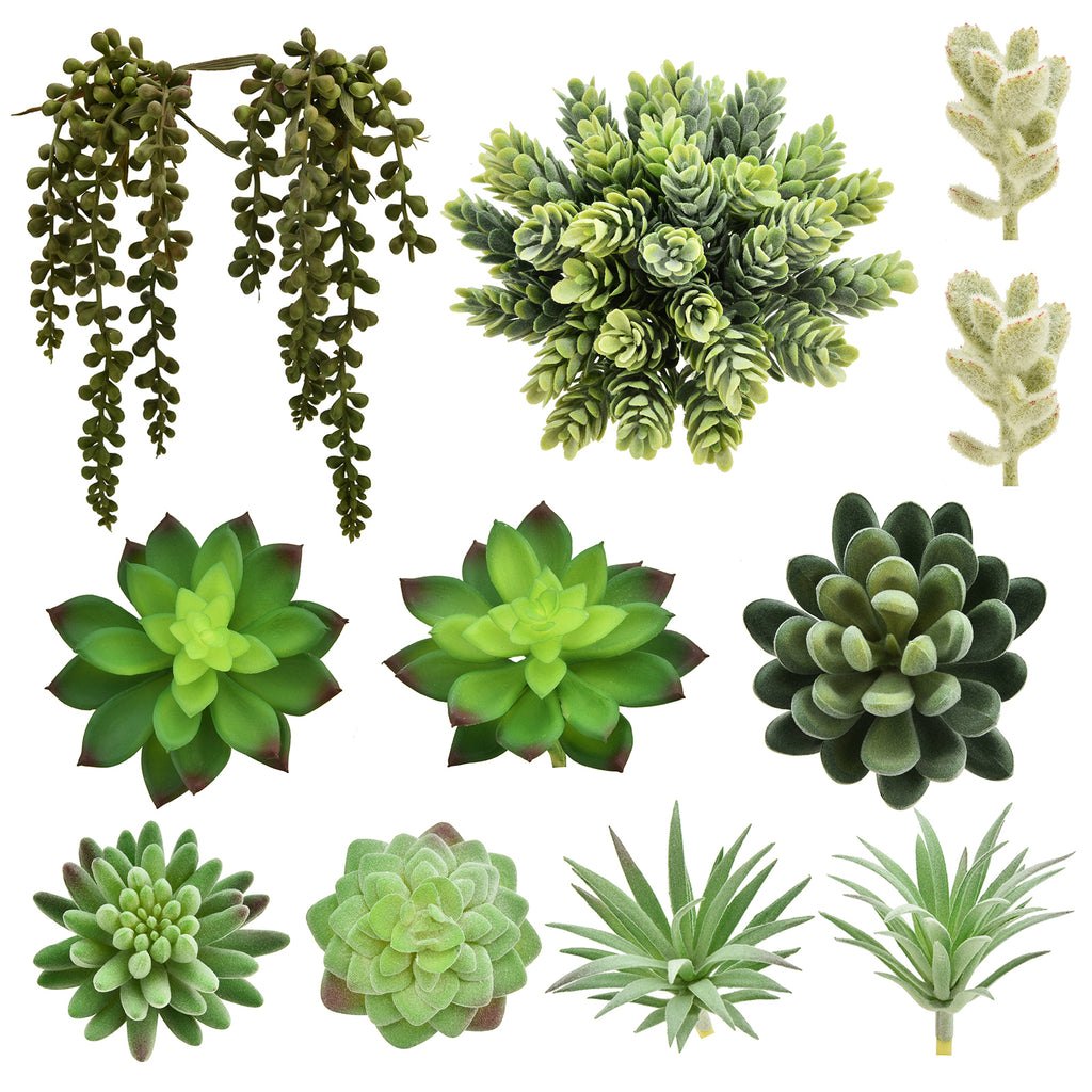 12 Pack - Mixed Large Succulent Bundle