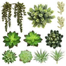 Load image into Gallery viewer, 12 Pack - Mixed Succulent Bundle
