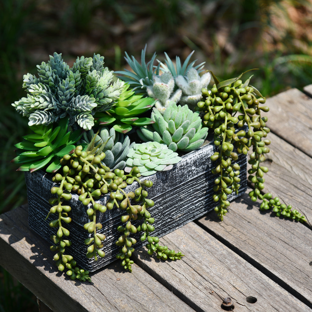 12 Pack - Mixed Large Succulent Bundle