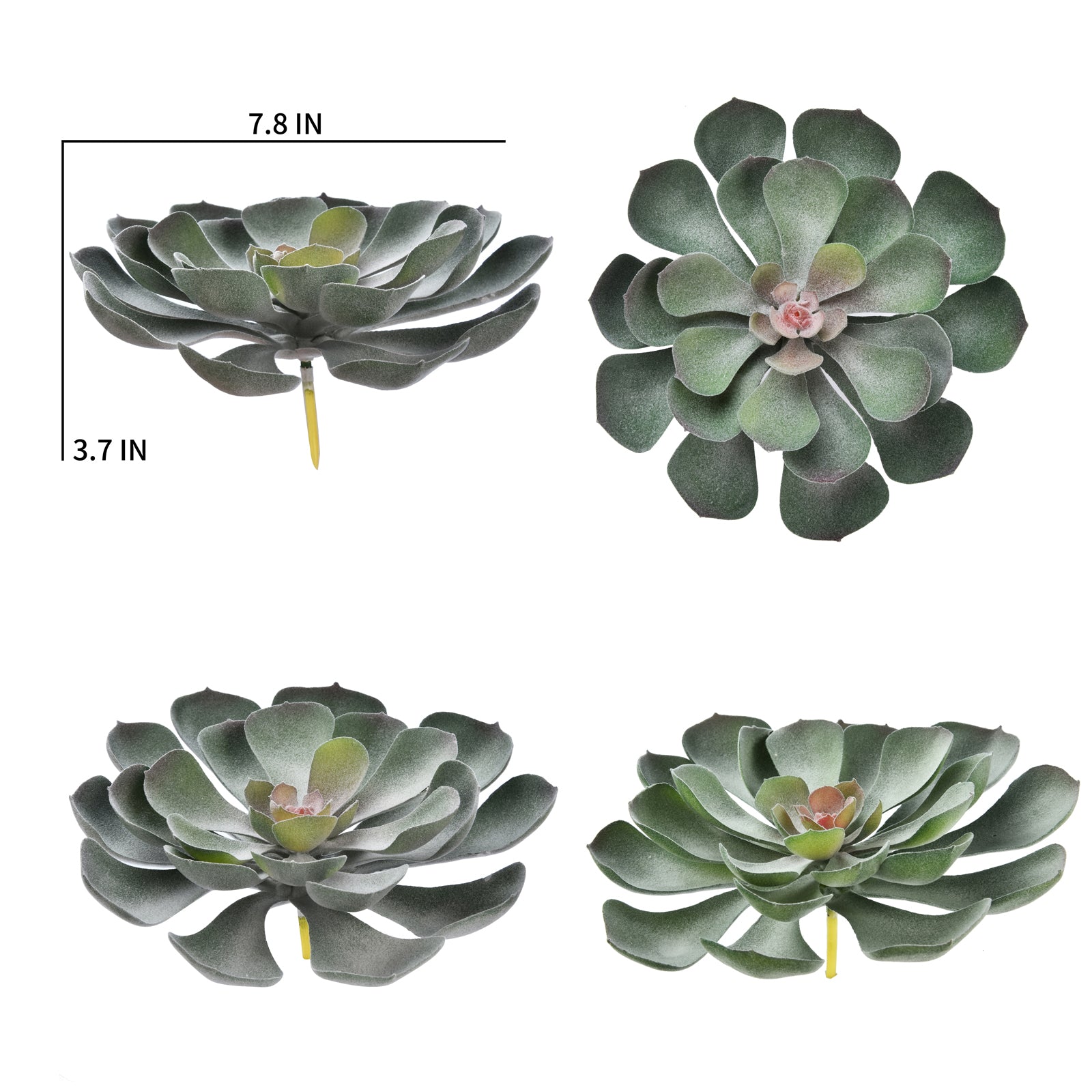 Aeonium Arboreum - Green