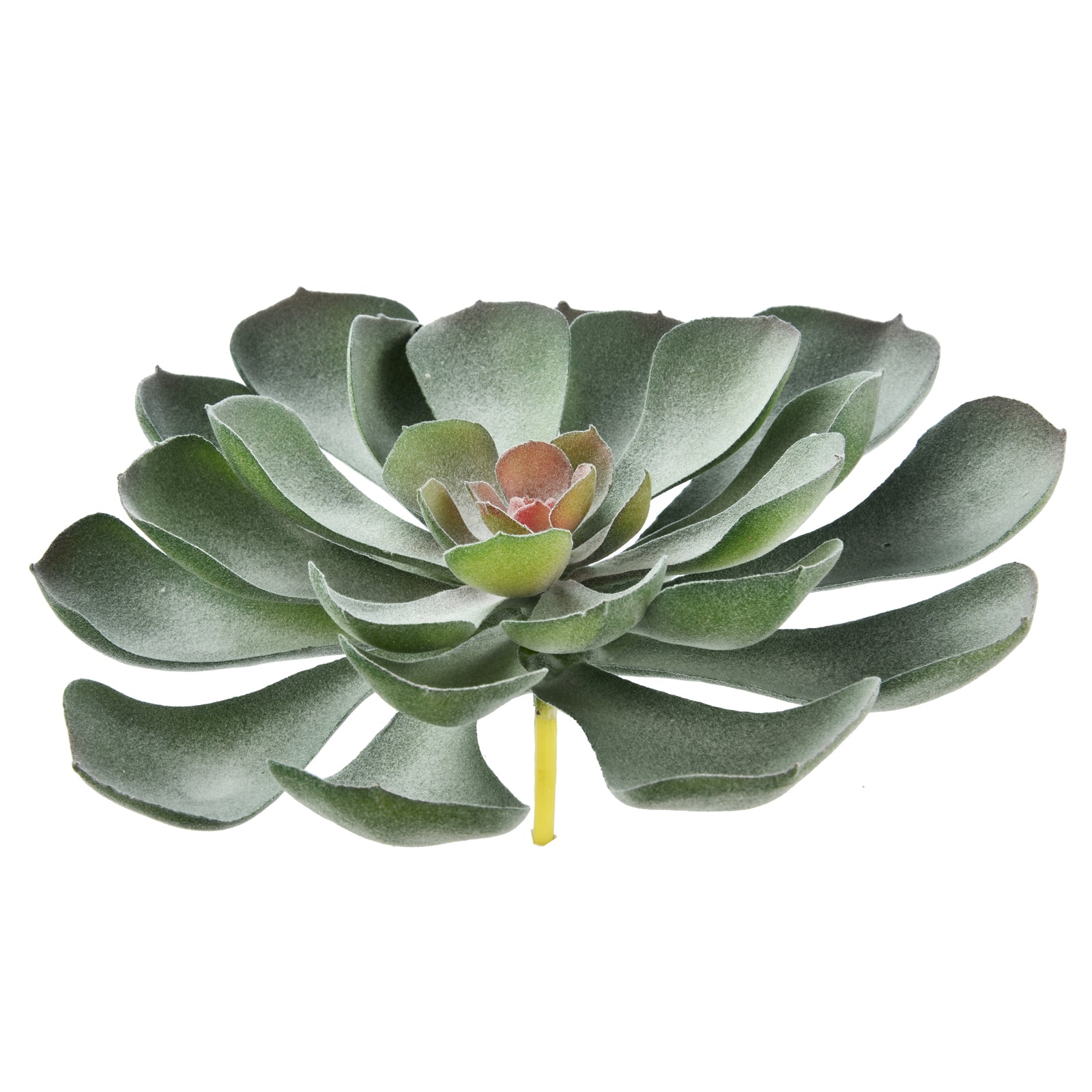 Aeonium Arboreum - Green