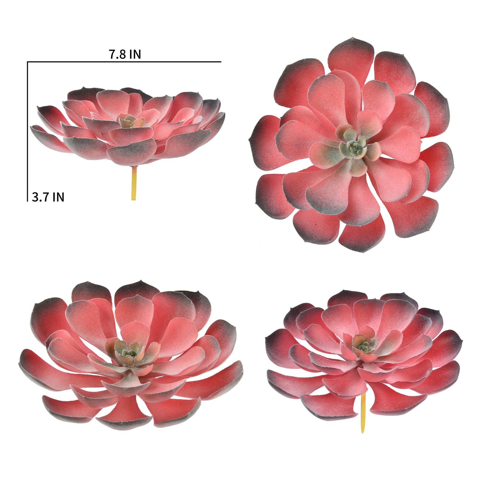 Aeonium Arboreum - Red