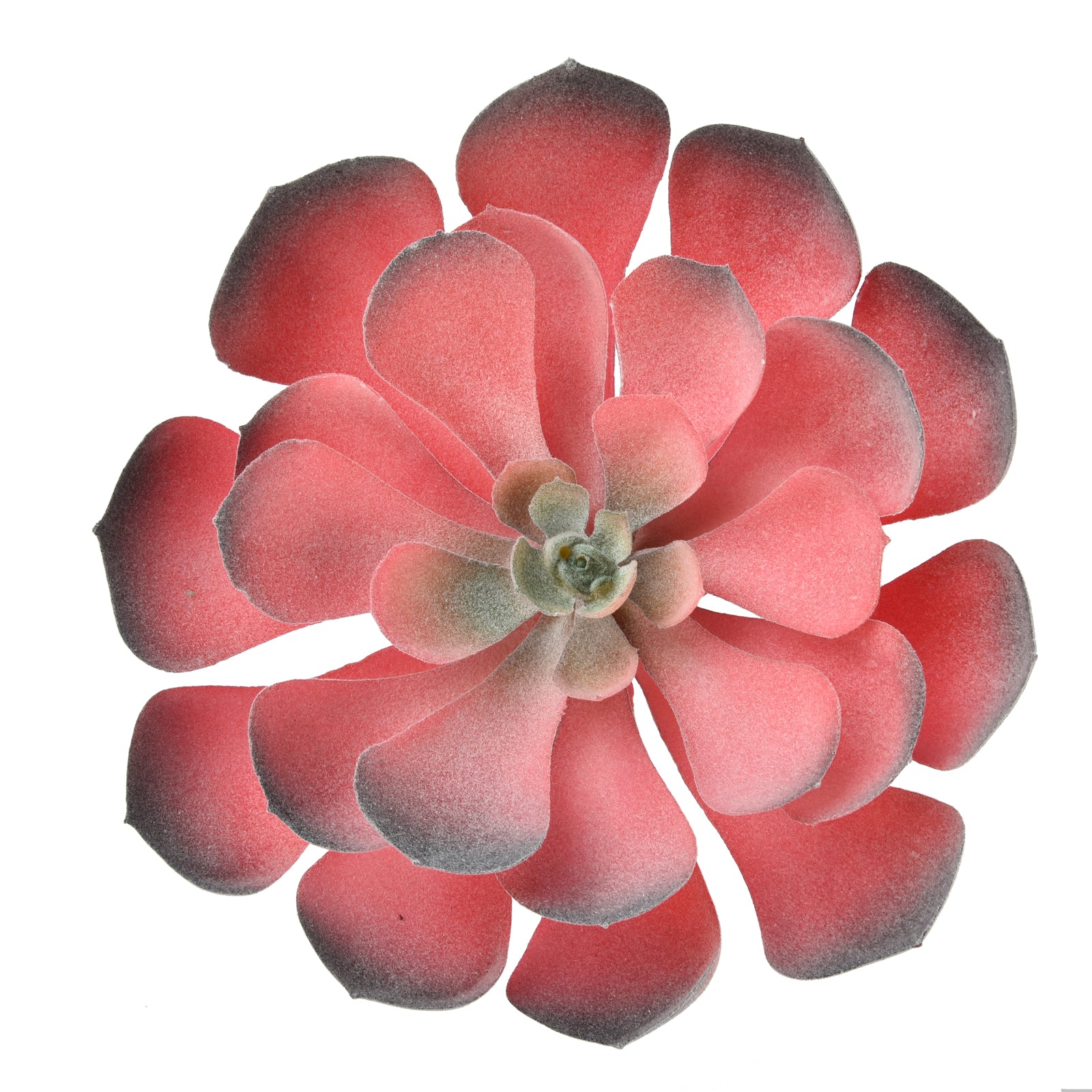 Aeonium Arboreum - Red