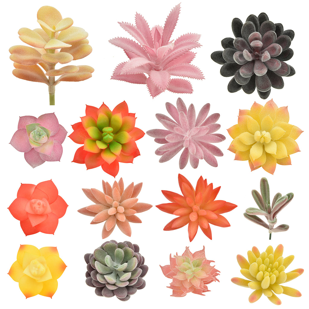 15 Pack - Mixed Succulent Bundle
