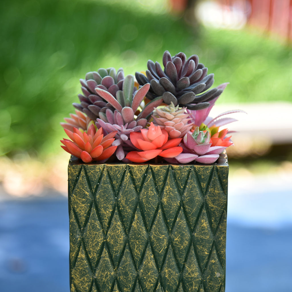 15 Pack - Mixed Succulent Bundle