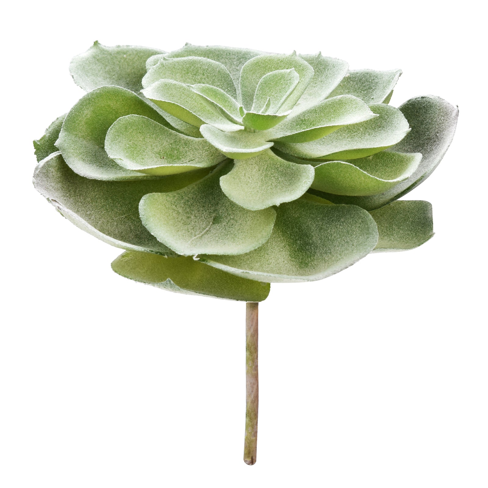Aeonium Castello Paivae - Green