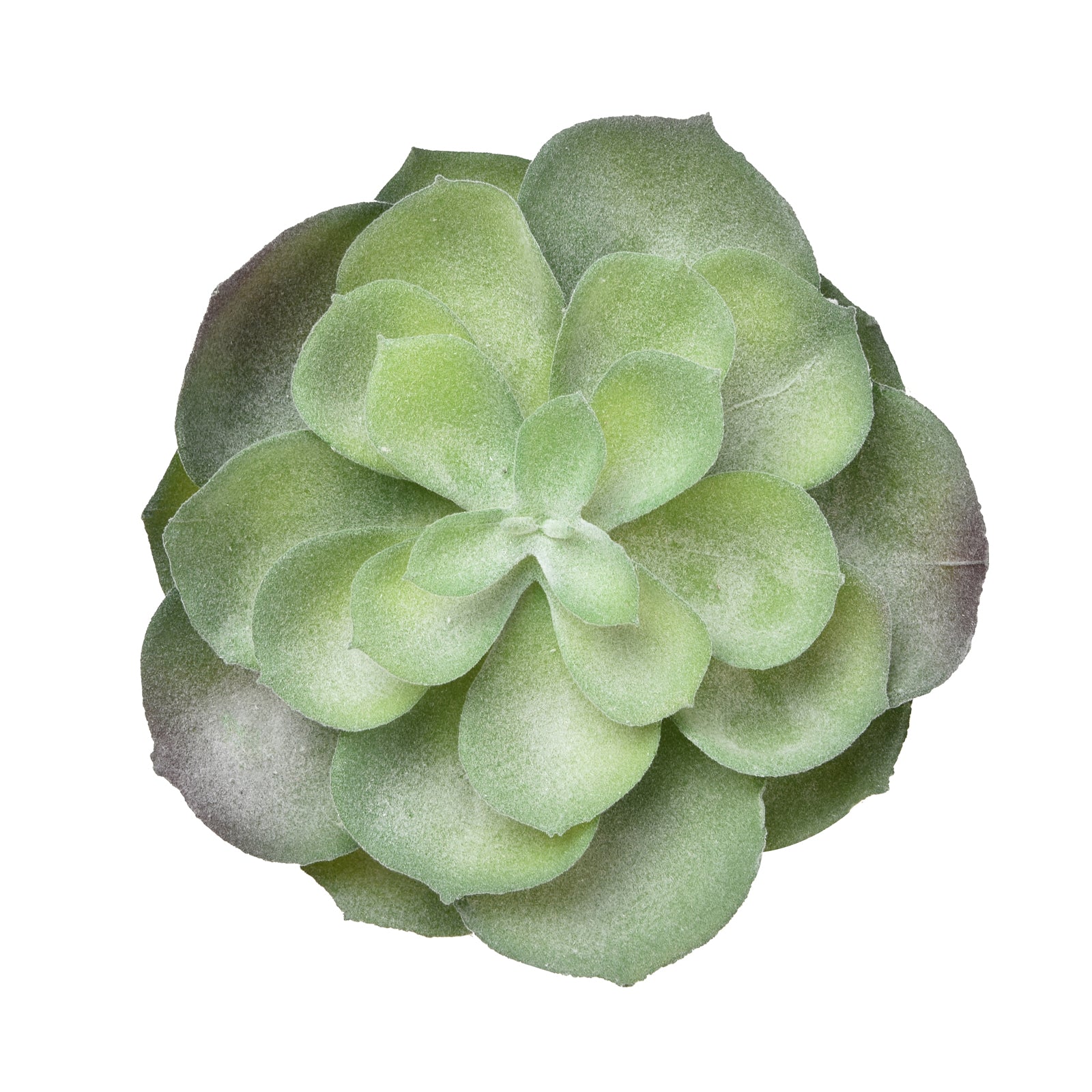 Aeonium Castello Paivae - Green