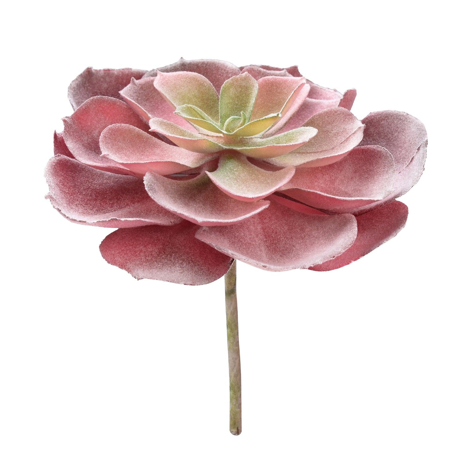Aeonium Castello Paivae - Red