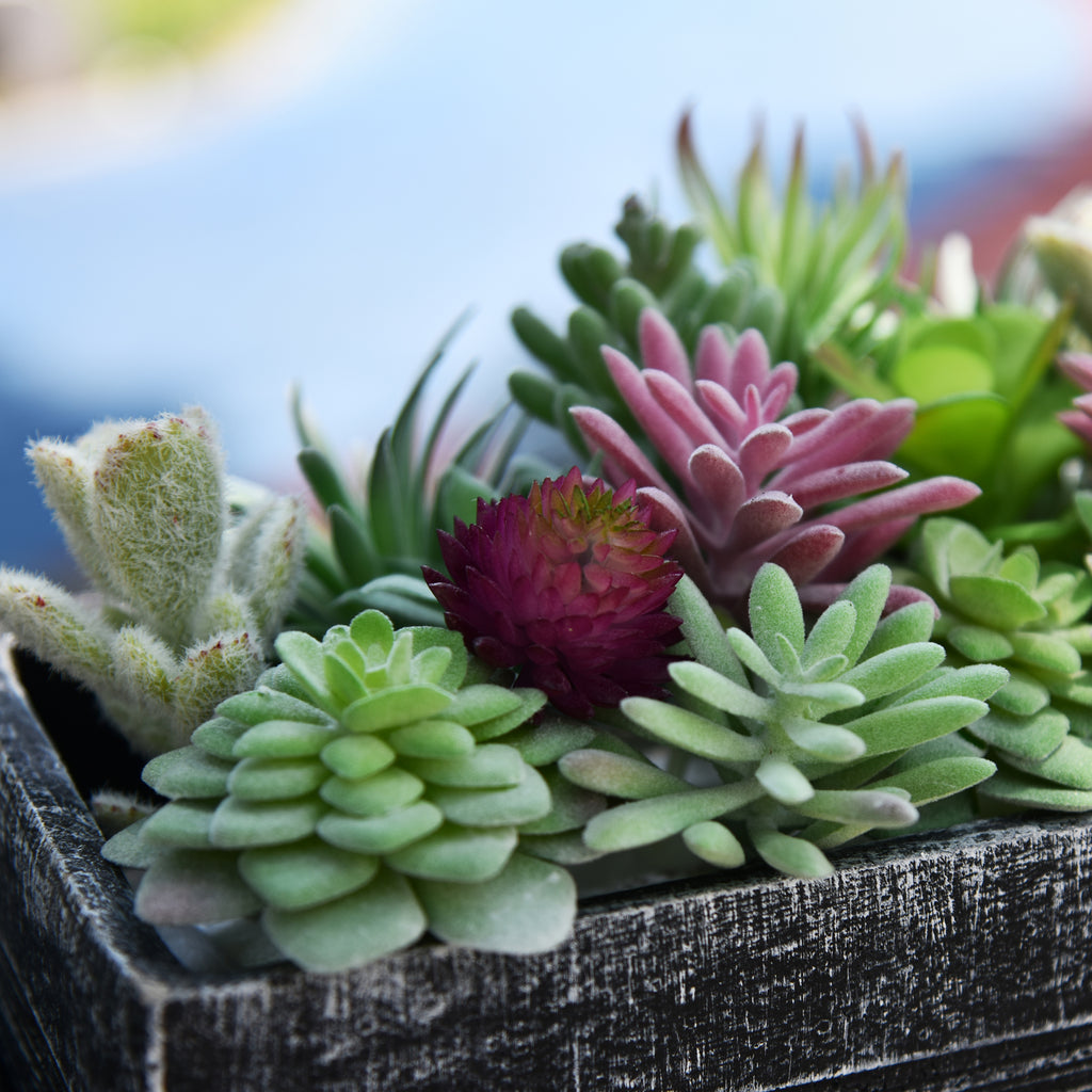 20 Pack - Mixed Small Succulent Bundle