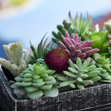 Load image into Gallery viewer, 20 Pack - Mixed Succulent Bundle
