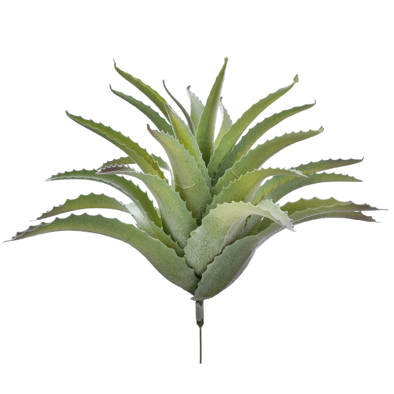 Aloe Elgonica