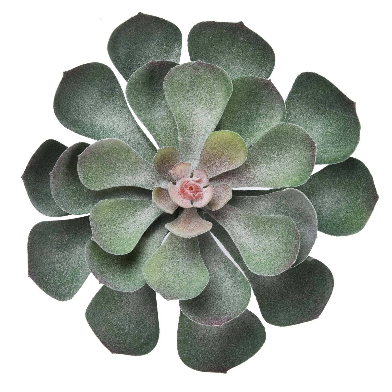 Aeonium Arboreum - Green