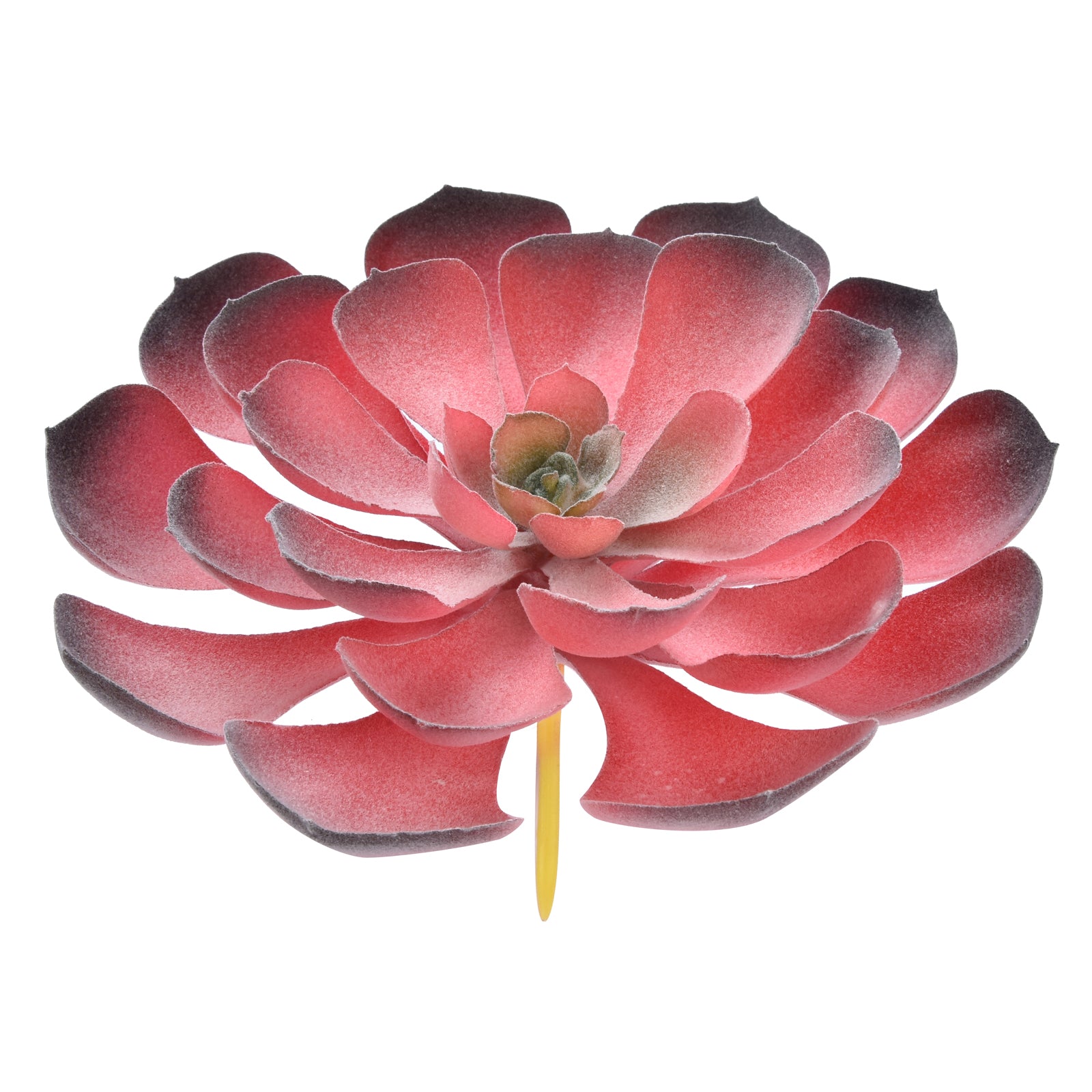 Aeonium Arboreum - Red