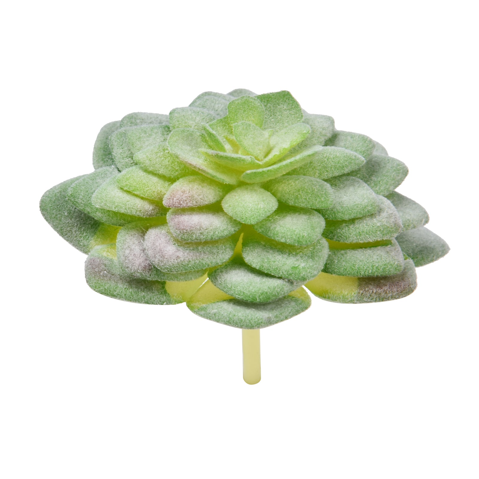 Aeonium Tabuliforme