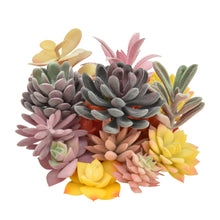 Load image into Gallery viewer, 15 Pack - Mixed Succulent Bundle
