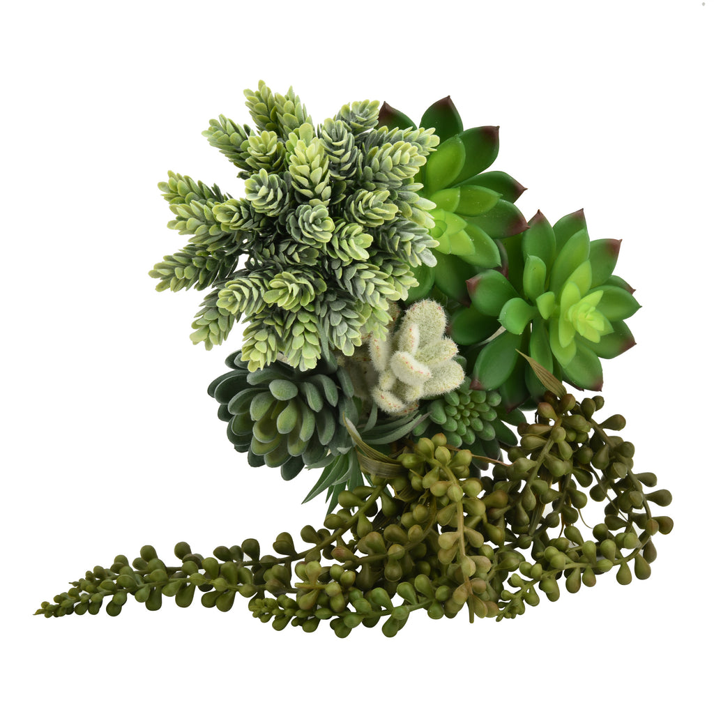 12 Pack - Mixed Large Succulent Bundle