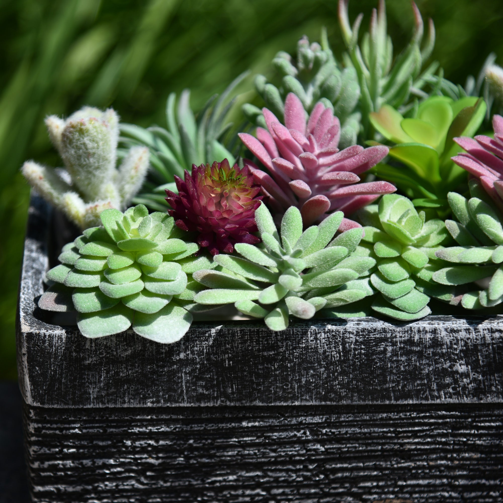20 pack succulents 20 Pack