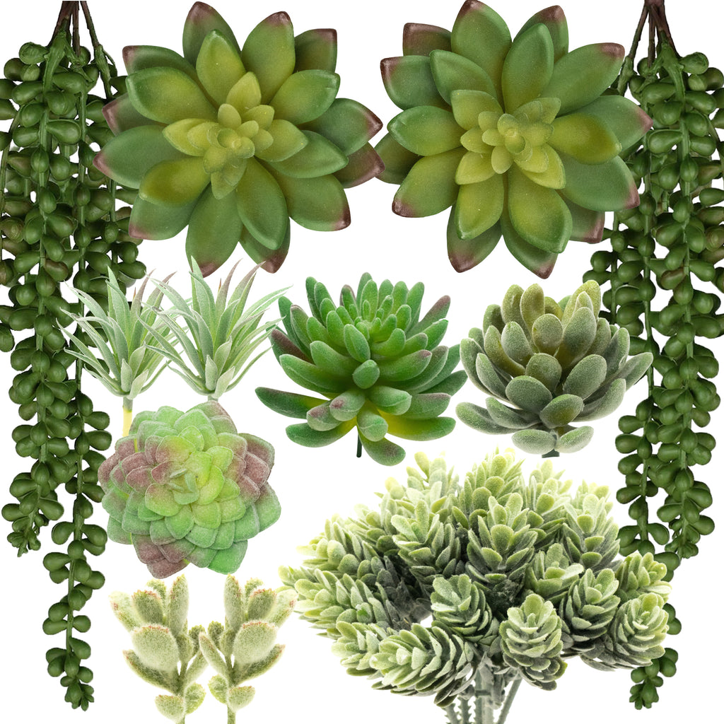 12 Pack - Mixed Large Succulent Bundle
