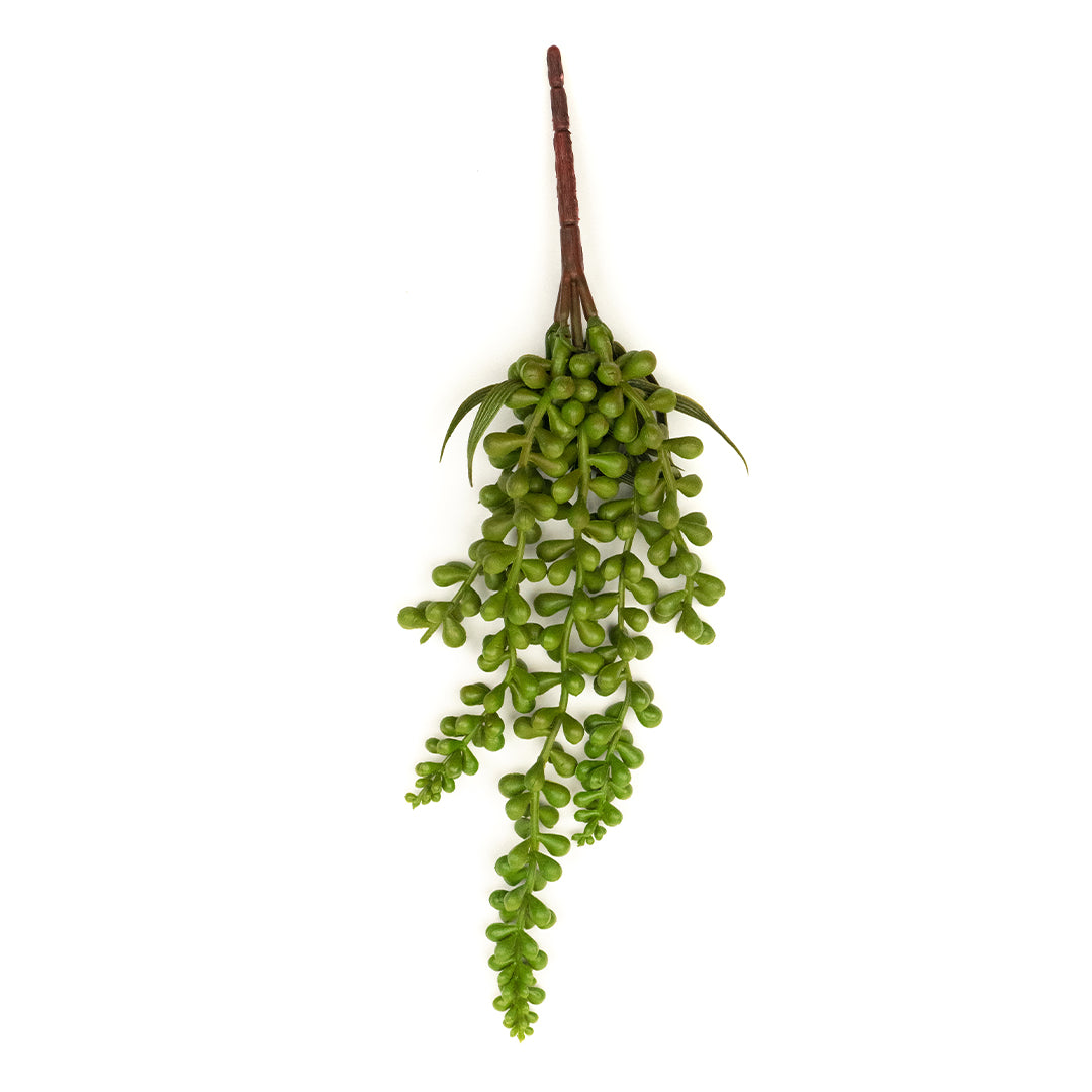 String of Pearls