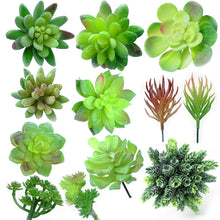Load image into Gallery viewer, 12 Pack - Mixed Succulent Bundle
