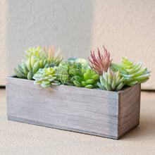 Load image into Gallery viewer, 12 Pack - Mixed Succulent Bundle

