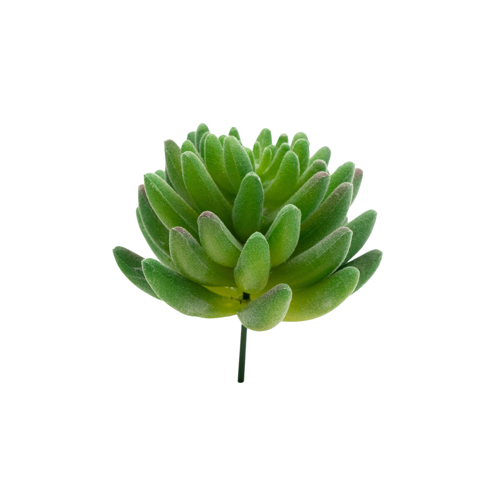 Sedum Hirsutum - Green