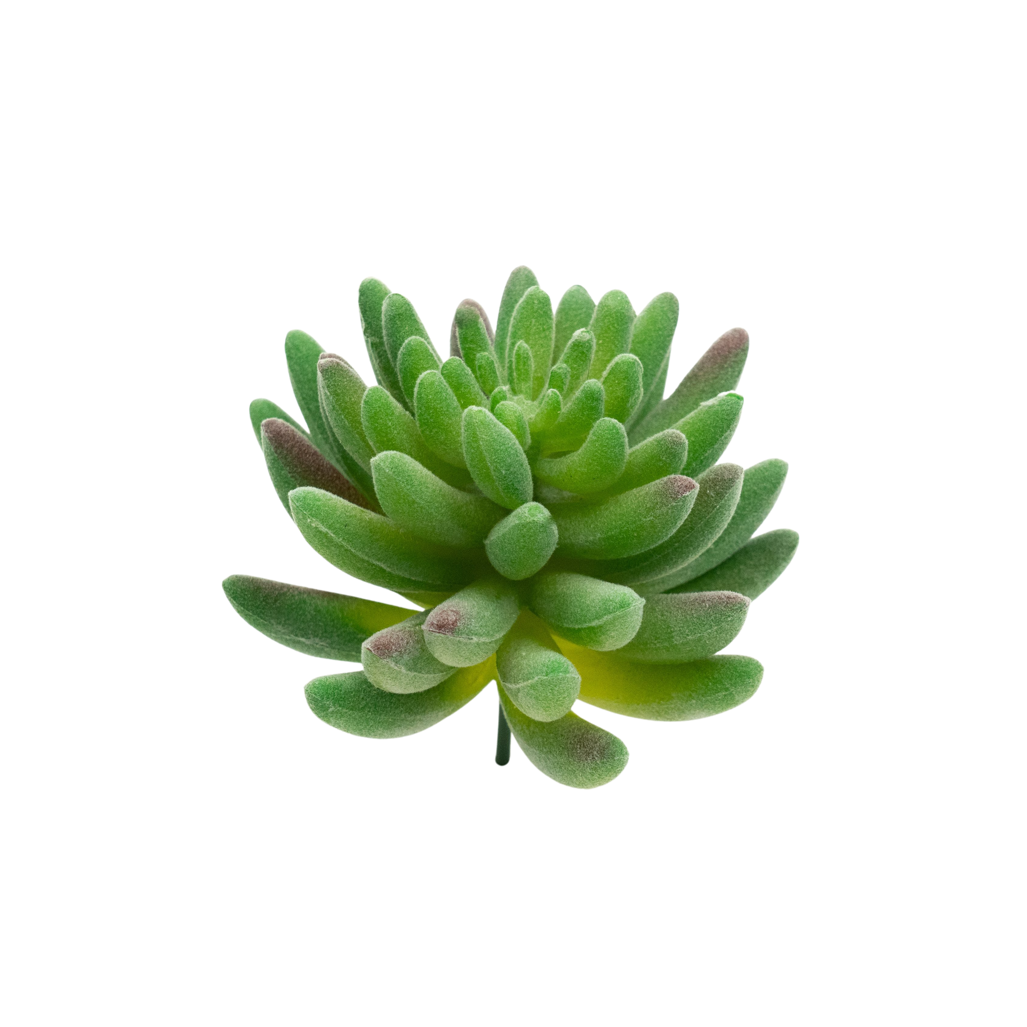 Sedum Hirsutum - Green