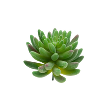 Load image into Gallery viewer, Sedum Hirsutum - Green
