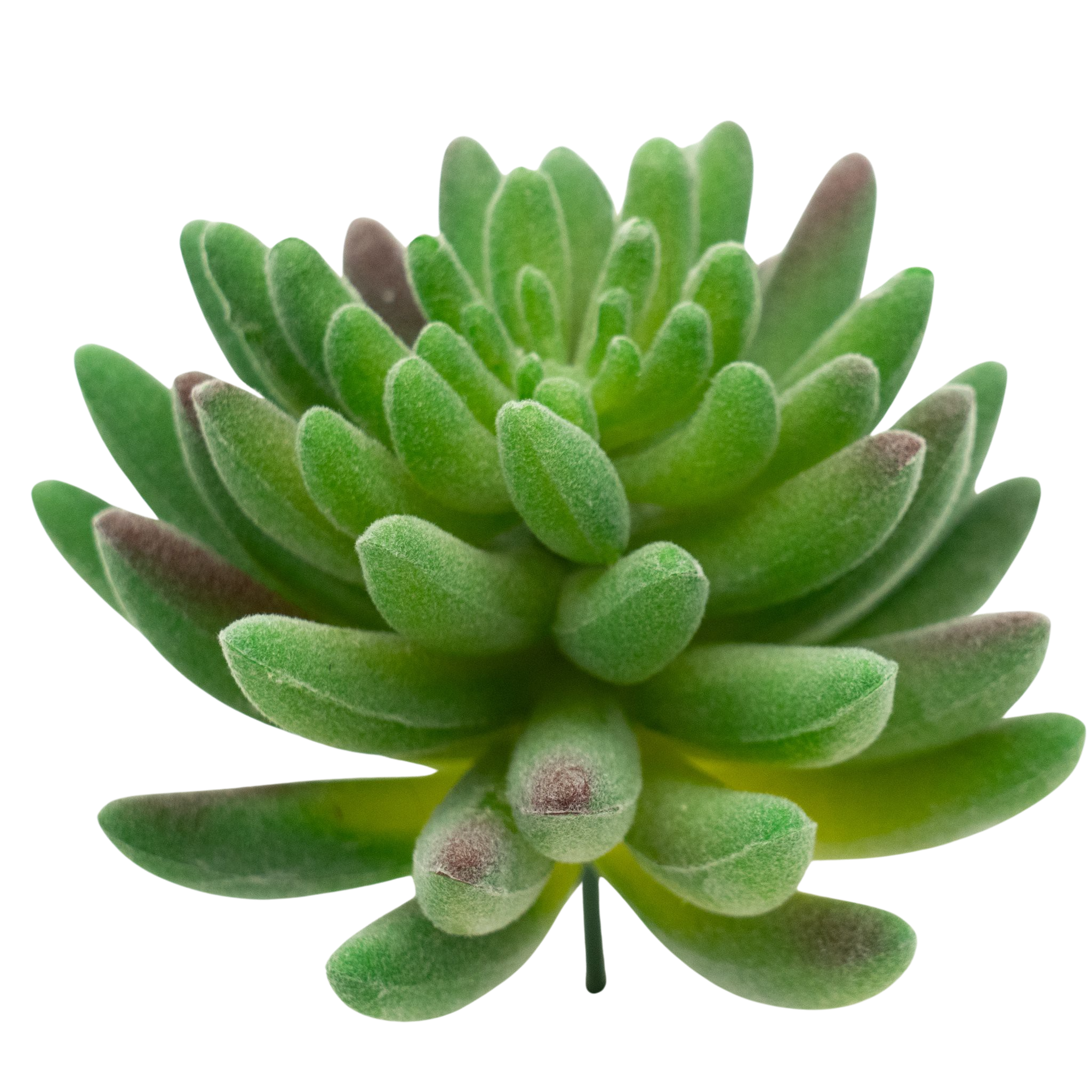 Sedum Hirsutum - Green