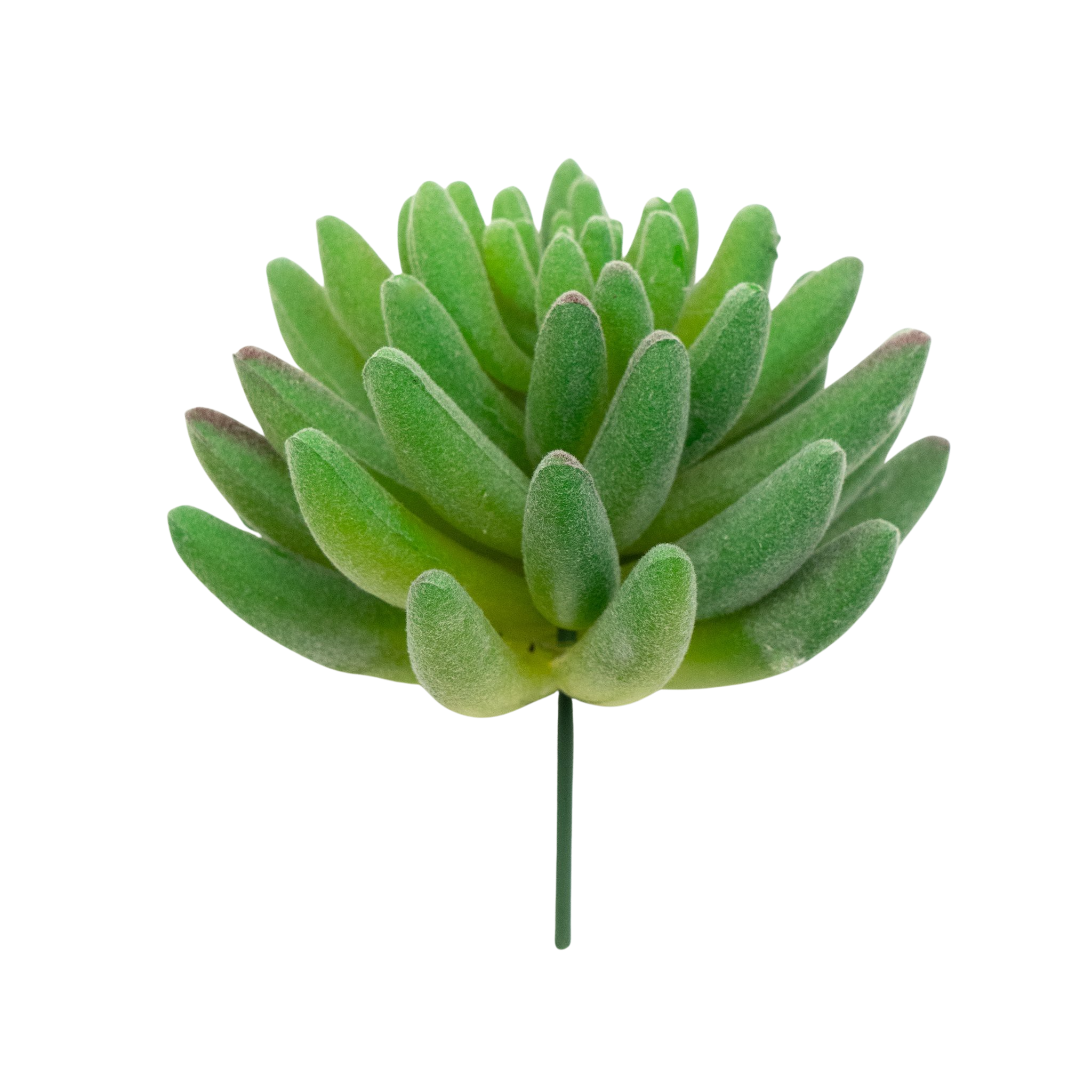 Sedum Hirsutum - Green