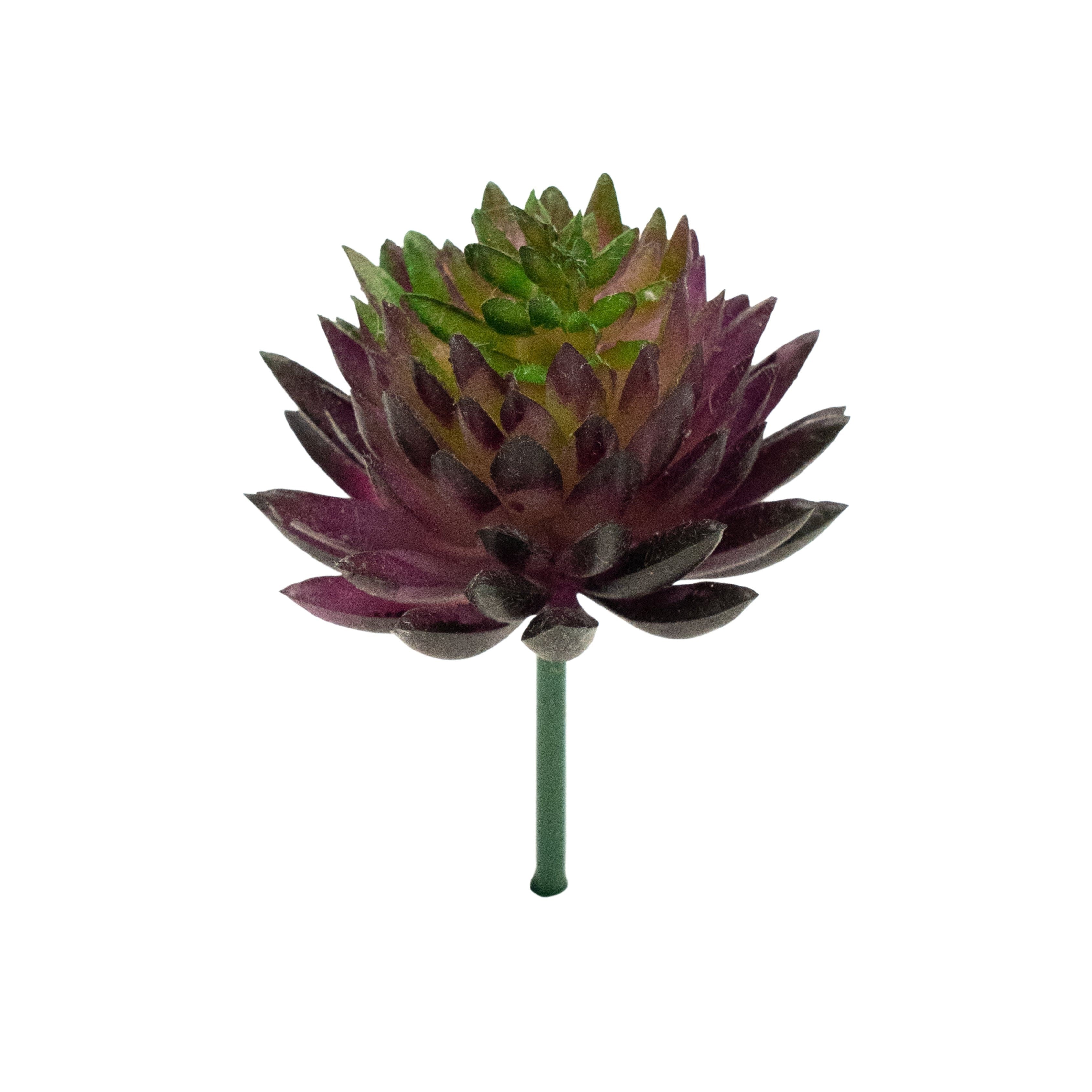 Echevaria Agavoides