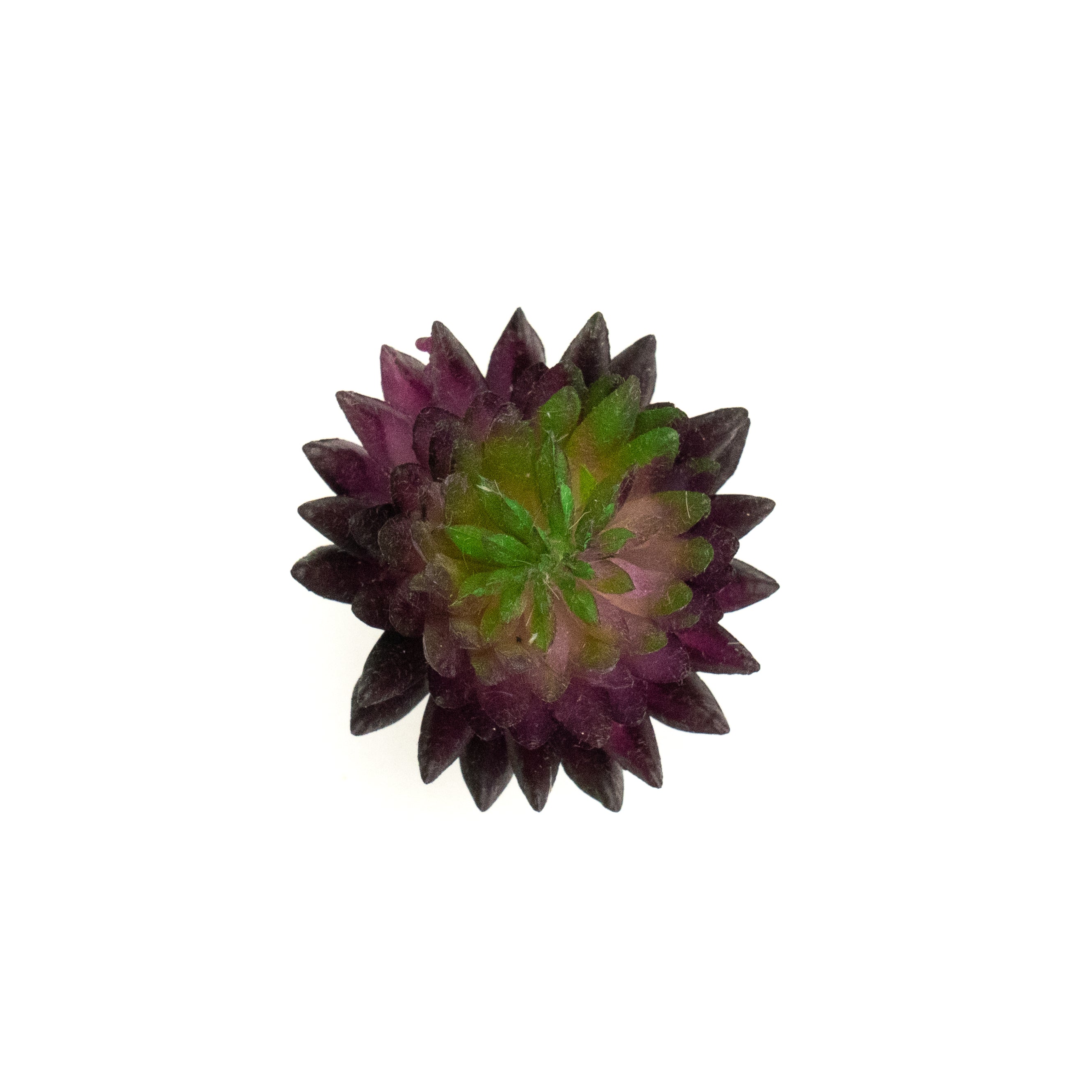 Echevaria Agavoides