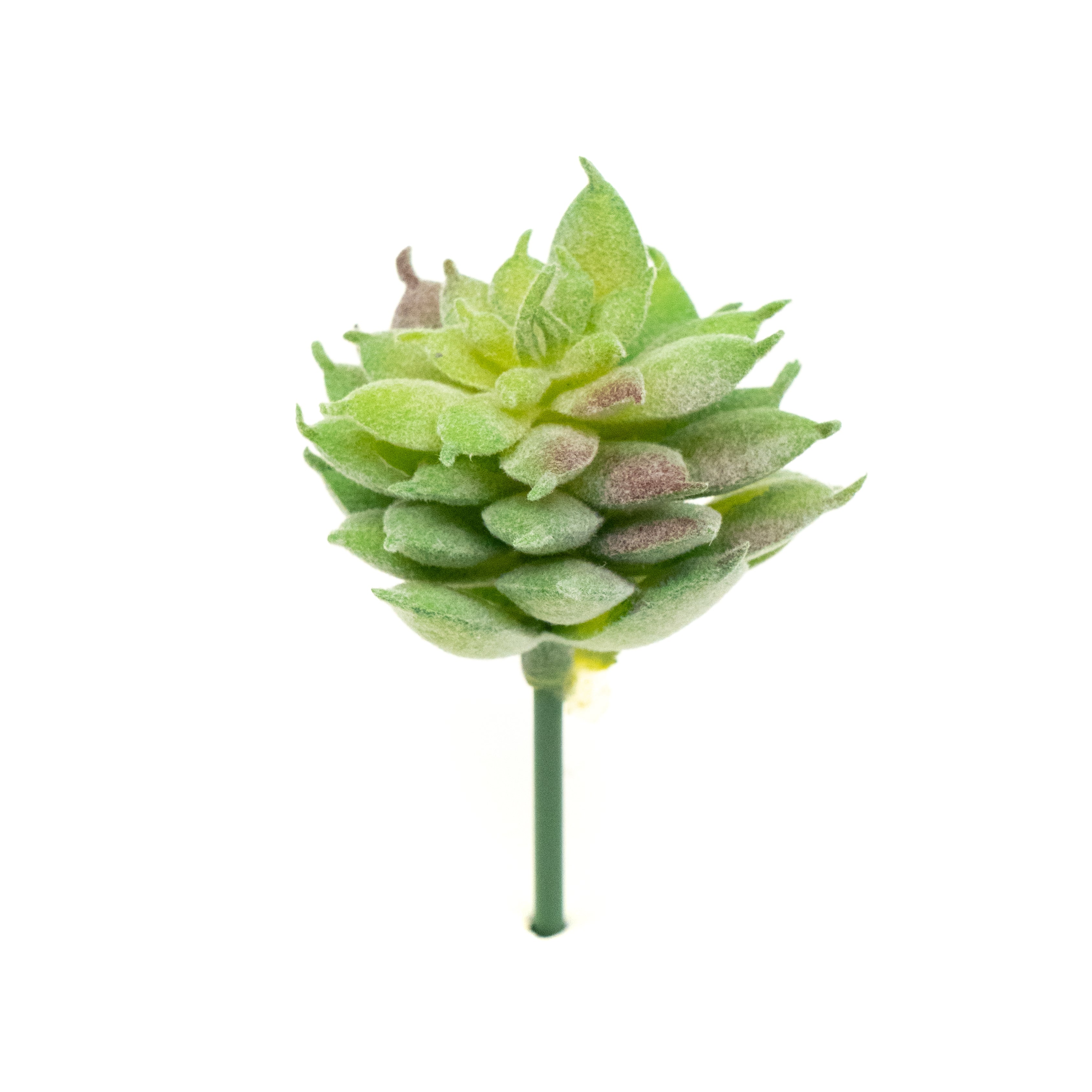 Echevaria Elegans